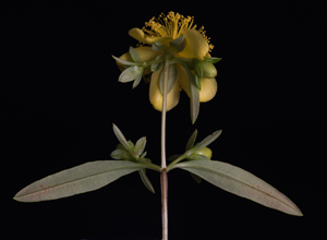 Michael Wang's Hypericum densiflorum (LMCC Art Center, 2019)